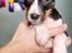Rat Terrier Elly Plump´s I`LL KILLS THAT CAT (Hansen)