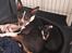 Rat Terrier Elly Plump´s I`LL KILLS THAT CAT (Hansen)