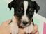 Rat Terrier Elly Plump´s I`LL KILLS THAT CAT (Hansen)
