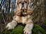 Amerikansk cocker spaniel Viggo Pedersen 