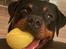Rottweiler Sika