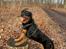 Rottweiler Sika