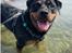 Rottweiler Sika