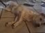 Labrador retriever Puk