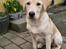 Labrador retriever Puk