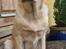 Labrador retriever Puk