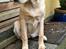 Labrador retriever Puk