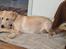 Labrador retriever Puk
