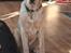 Labrador retriever Puk