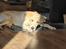 Labrador retriever Puk