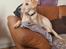 Labrador retriever Puk
