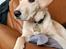 Labrador retriever Puk