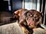 Olde english bulldogge Løvenborgs Maggie
