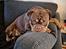 Olde english bulldogge Løvenborgs Maggie