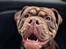 Olde english bulldogge Løvenborgs Maggie