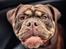 Olde english bulldogge Løvenborgs Maggie