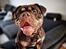 Olde english bulldogge Løvenborgs Maggie