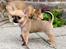 Chihuahua Hello World Ouch Ouch Not My Leg "Envy"