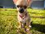 Chihuahua Hello World Ouch Ouch Not My Leg "Envy"
