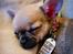 Chihuahua Hello World Ouch Ouch Not My Leg "Envy"