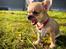Chihuahua Hello World Ouch Ouch Not My Leg "Envy"