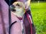 Chihuahua Hello World Ouch Ouch Not My Leg "Envy"