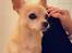 Chihuahua Ticco Martini (Englehund) 