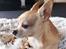Chihuahua Ticco Martini (Englehund) 