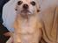 Chihuahua Ticco Martini (Englehund) 