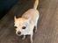 Chihuahua Ticco Martini (Englehund) 