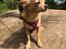 Chihuahua Ticco Martini (Englehund) 