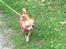 Chihuahua Ticco Martini (Englehund) 