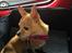 Chihuahua Ticco Martini (Englehund) 
