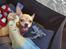 Chihuahua Ticco Martini (Englehund) 