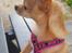 Chihuahua Ticco Martini (Englehund) 