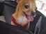 Chihuahua Ticco Martini (Englehund) 