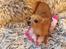 Chihuahua Ticco Martini (Englehund) 