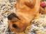 Chihuahua Ticco Martini (Englehund) 