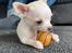 Chihuahua Lucky 