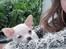 Chihuahua Lucky 