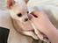 Chihuahua Lucky 