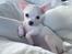 Chihuahua Lucky 