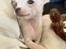 Chihuahua Lucky 