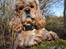 Amerikansk cocker spaniel Viggo Pedersen 