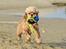 Amerikansk cocker spaniel Viggo Pedersen 