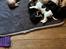 Cavalier king charles spaniel Athene