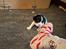 Cavalier king charles spaniel Athene