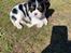 Cavalier king charles spaniel Athene