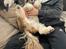 Shih tzu Tjavsi (Lille-T)
