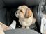Shih tzu Tjavsi (Lille-T)